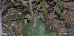 Sitana