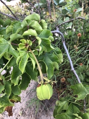 Jatropha mollissima