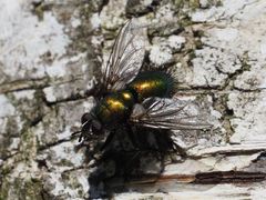 Gymnocheta viridis