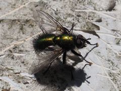 Gymnocheta viridis