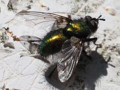 Gymnocheta viridis