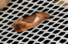 Hoplomorpha abalienella