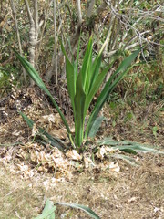 Furcraea