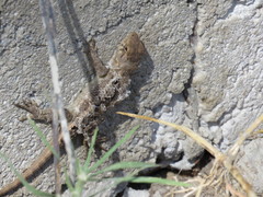 Sceloporus utiformis