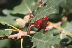 Andricus dentimitratus