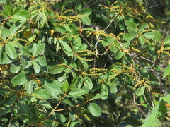 Clethra vicentina