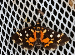 Diathrausta ochreipennis