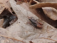 Tettigidea lateralis