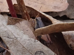 Tettigidea lateralis