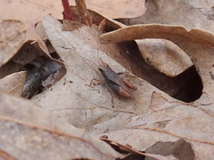 Tettigidea lateralis