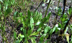 Leontodon saxatilis saxatilis