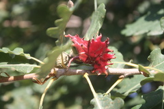 Andricus dentimitratus