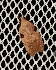 Zonopetala quadripustulella