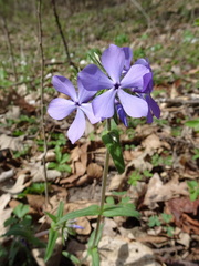 Phlox divaricata