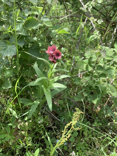 Cynoglossum montanum