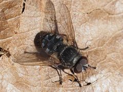 Pollenia angustigena