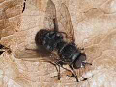 Pollenia angustigena