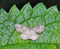 Dischidesia cinerea
