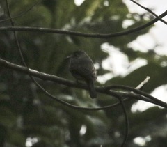 Contopus cinereus