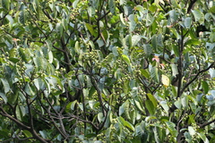 Ficus nervosa, photograph (c) Dinesh Valke, some rights reserved (CC BY-SA)