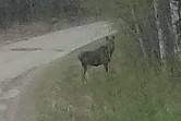 Moose