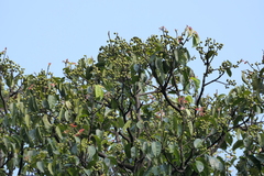 Ficus nervosa, photograph (c) Dinesh Valke, some rights reserved (CC BY-SA)