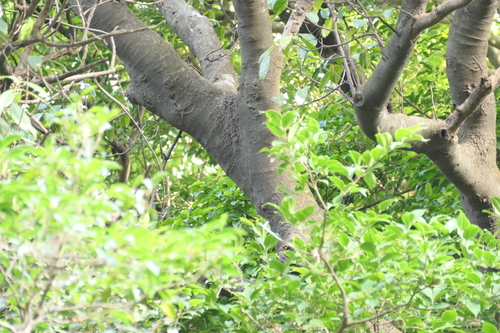 Ficus nervosa, photograph 2