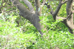 Ficus nervosa, photograph (c) Dinesh Valke, some rights reserved (CC BY-SA)