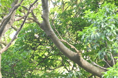 Ficus nervosa, photograph (c) Dinesh Valke, some rights reserved (CC BY-SA)
