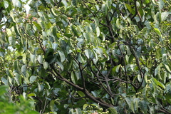 Ficus nervosa, photograph (c) Dinesh Valke, some rights reserved (CC BY-SA)