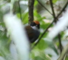 Conopophaga melanops