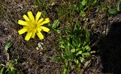 Leontodon saxatilis saxatilis