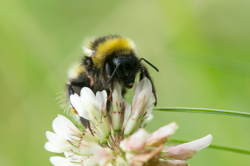 Heath Bumble Bee