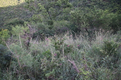 Pseudarthria hookeri hookeri