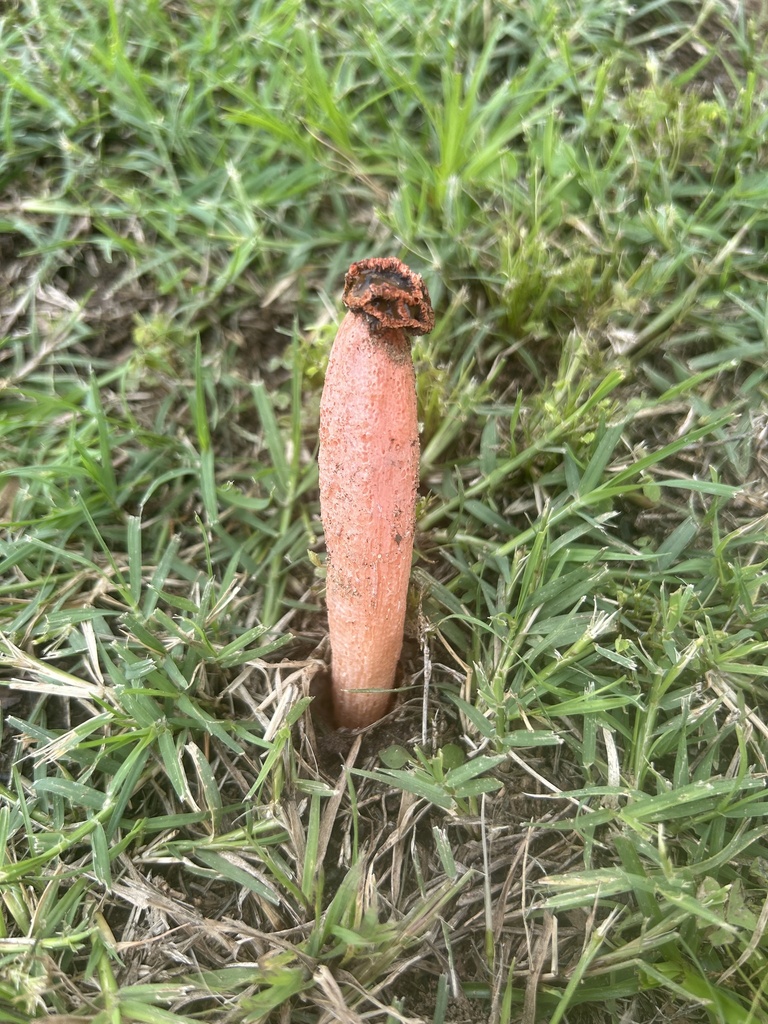 Lysurus sphaerocephalus · May 2026 · photo: Photo: no rights reserved · iNaturalist