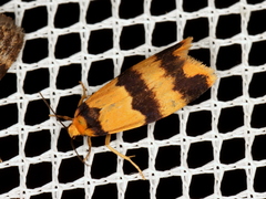 Stenoscaptia venusta