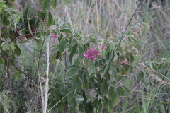 Pseudarthria hookeri hookeri