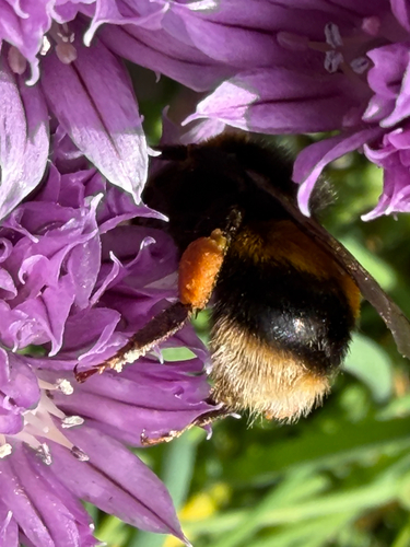 Foto von Dunkle Erdhummel