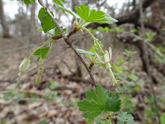 Ribes missouriense