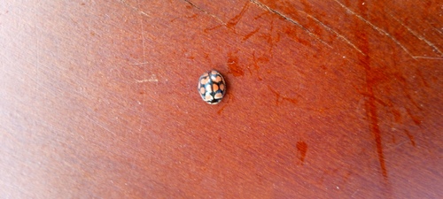 Lunate Lady Beetle
