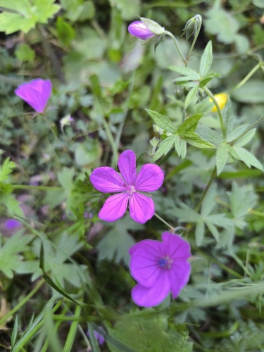 Geranium asphodeloides, photograph 5