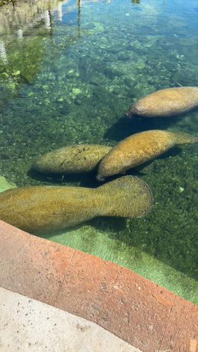 West Indian Manatee observed by caleb48133