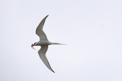 Arctic Tern (Sterna paradisaea), photo 8