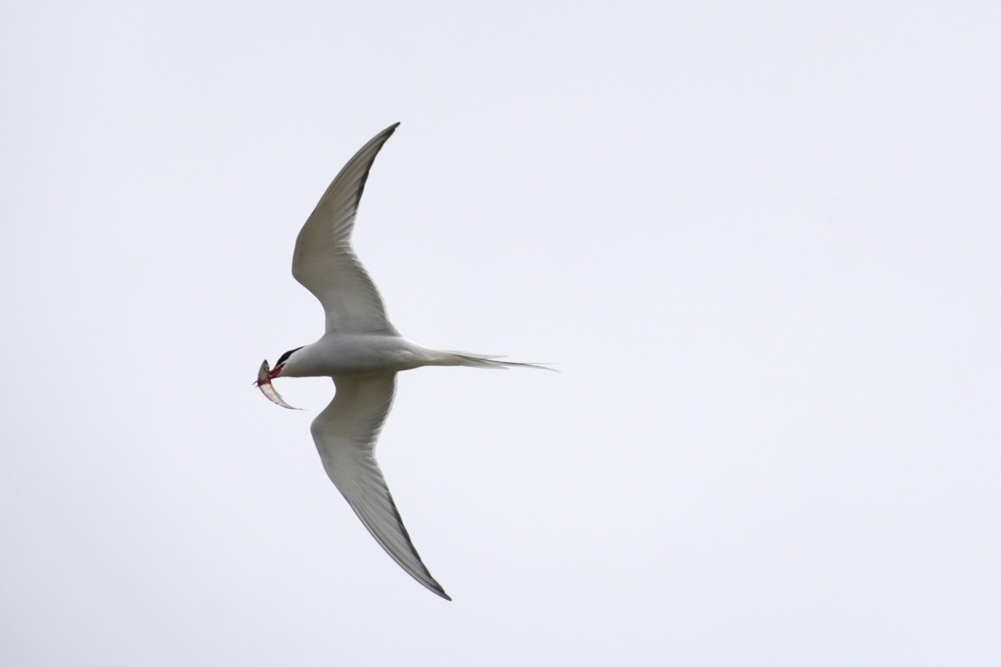 Arctic Tern (Sterna paradisaea), photo 8