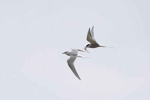 Arctic Tern (Sterna paradisaea), photo 9