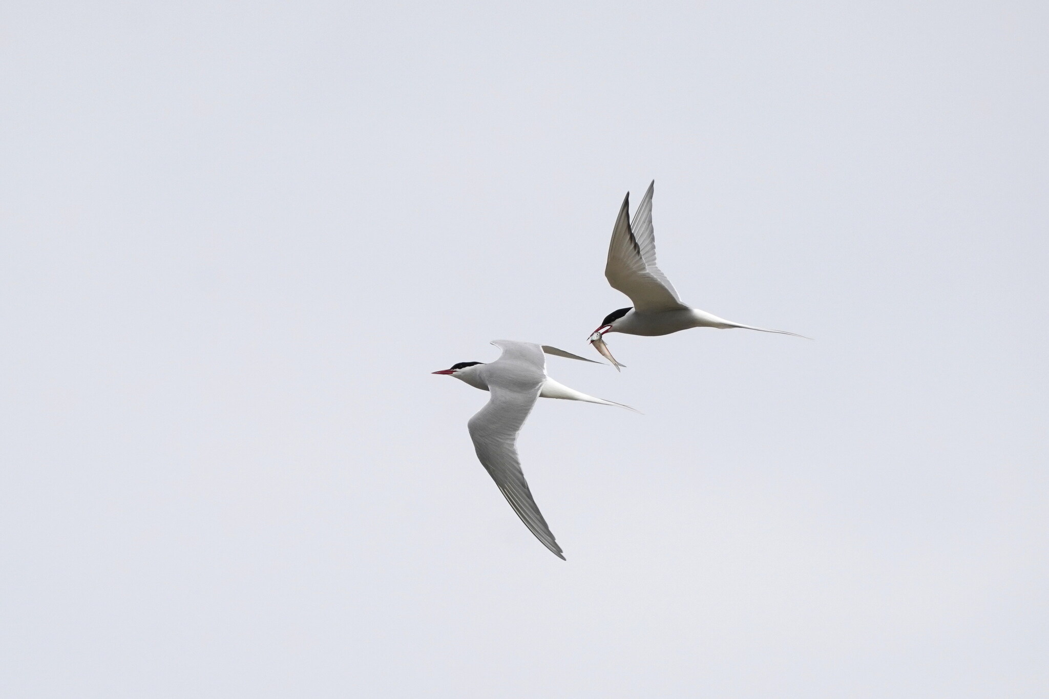 Arctic Tern (Sterna paradisaea), photo 9