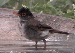 Catharus mexicanus