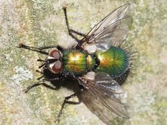 Gymnocheta viridis