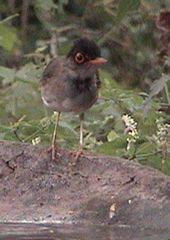 Catharus mexicanus