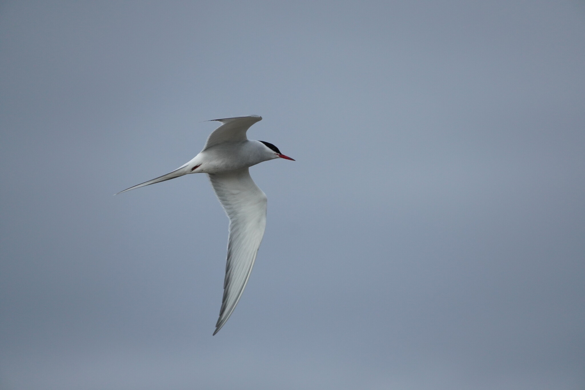 Arctic Tern (Sterna paradisaea), photo 10
